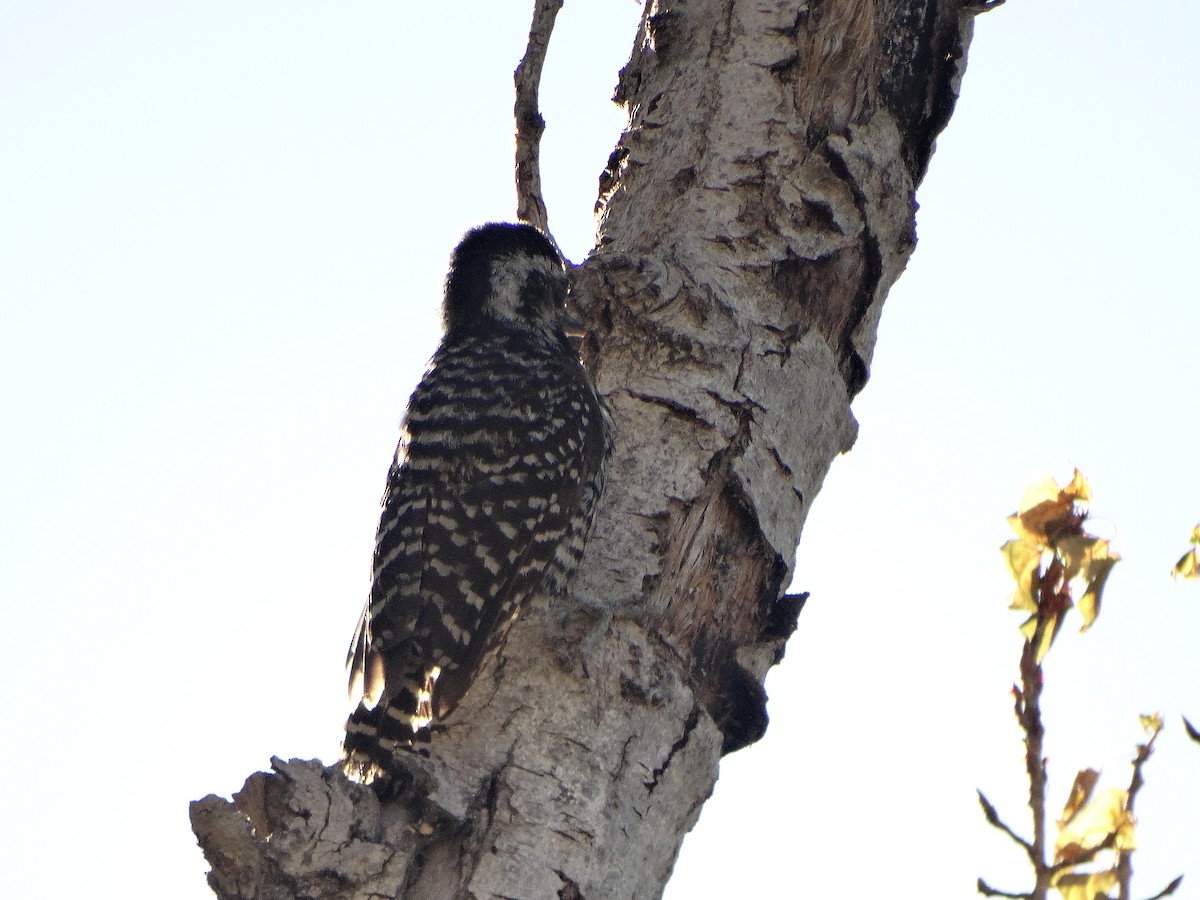 Pic bûcheron - ML644145695