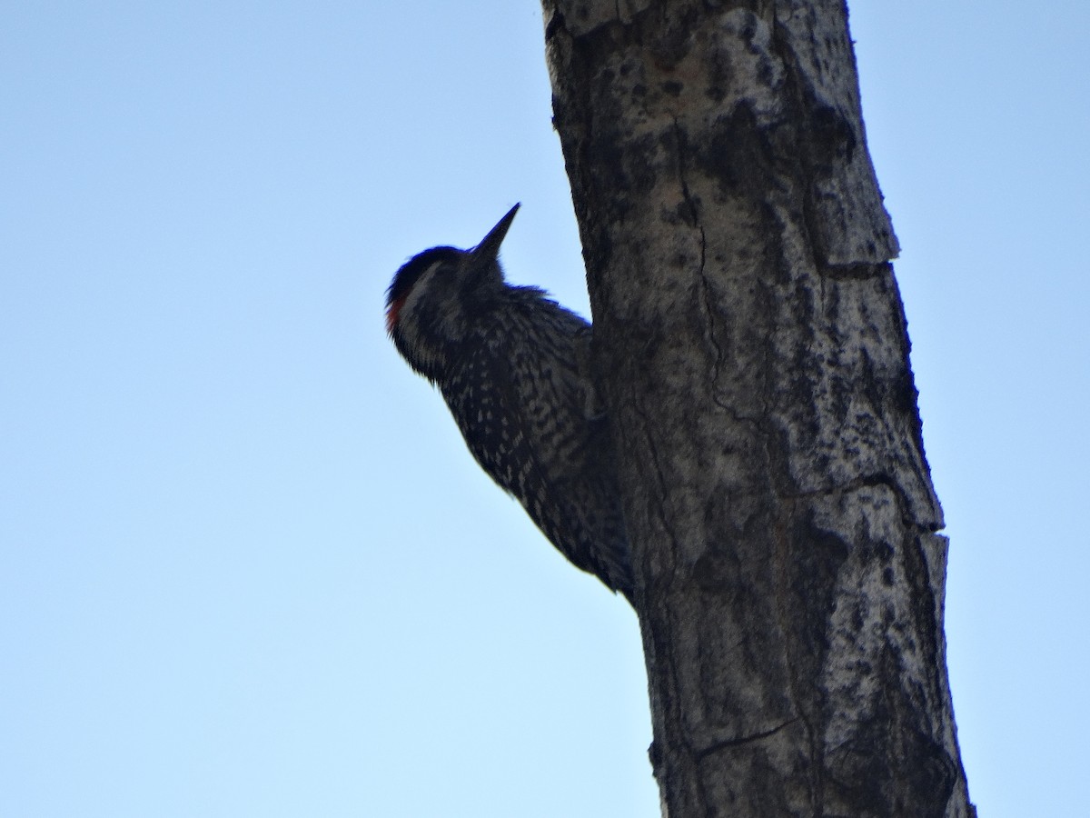 Pic bûcheron - ML644145698