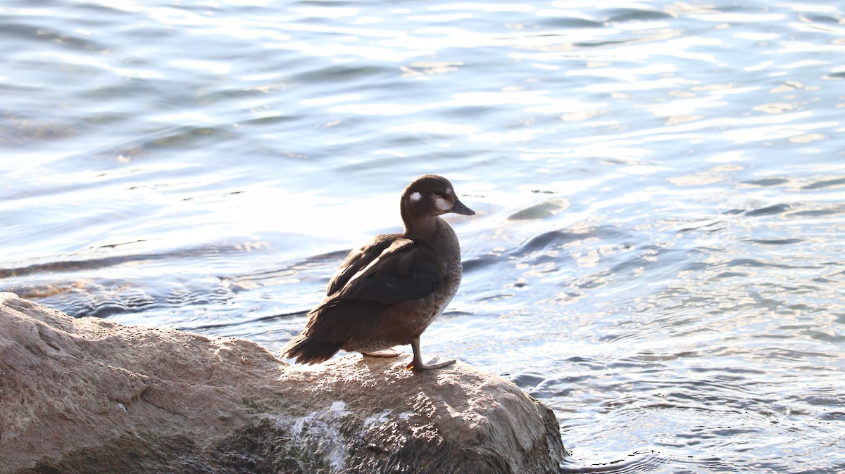 Harlequin Duck - ML644145702