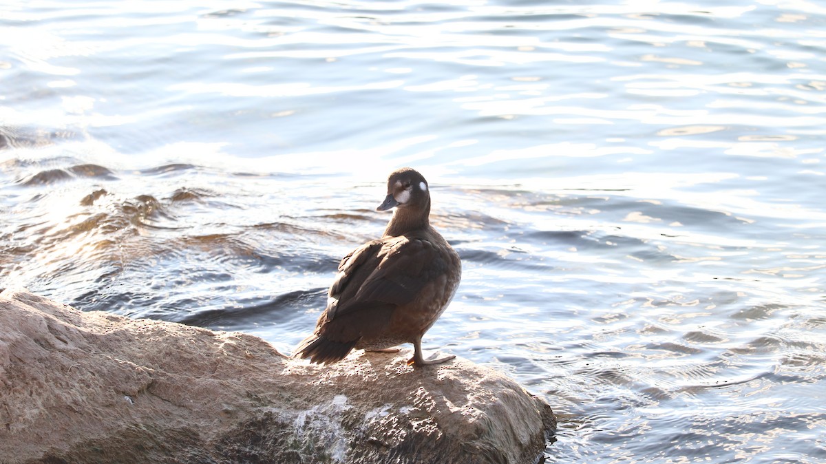 Harlequin Duck - ML644145703