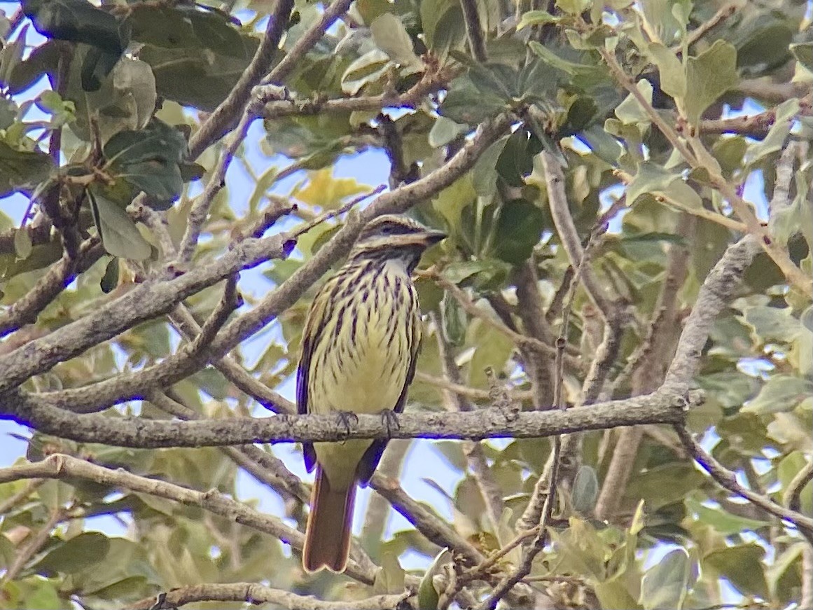 Sulphur-bellied Flycatcher - ML644145708