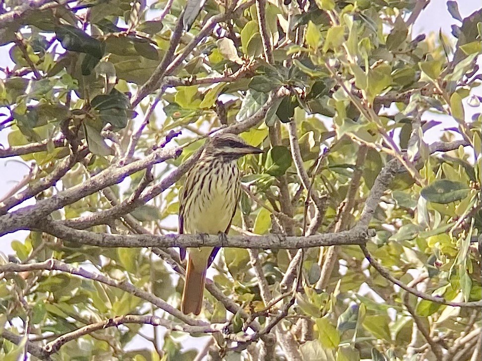 Sulphur-bellied Flycatcher - ML644145709