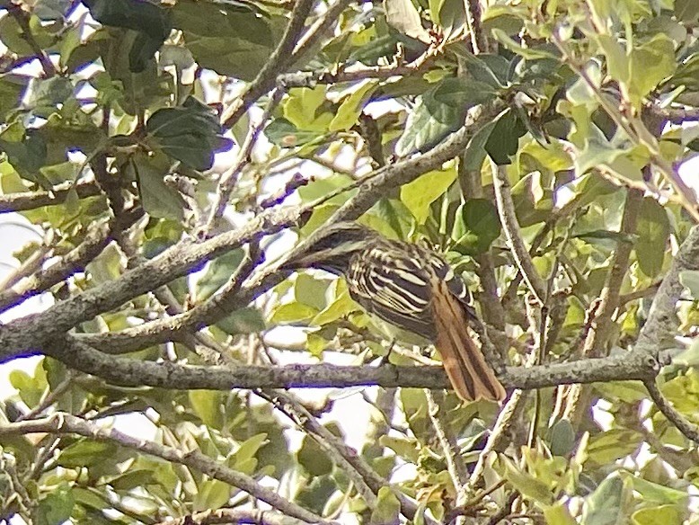 Sulphur-bellied Flycatcher - ML644145710