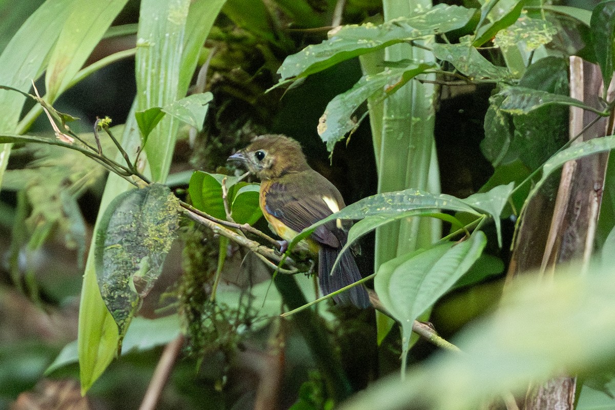 tyranovec sírovokostřecový - ML644145711