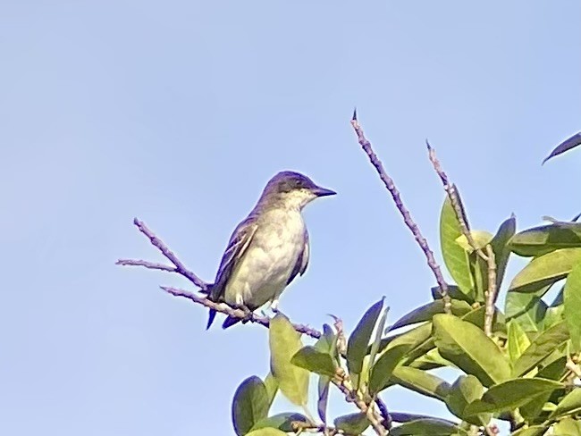 Eastern Kingbird - ML644145721