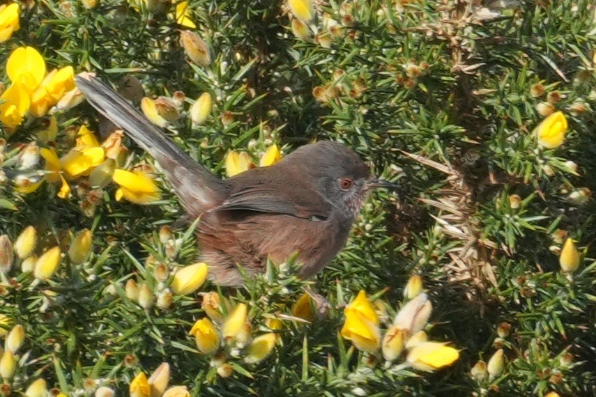 Magnanina comune - ML644145722