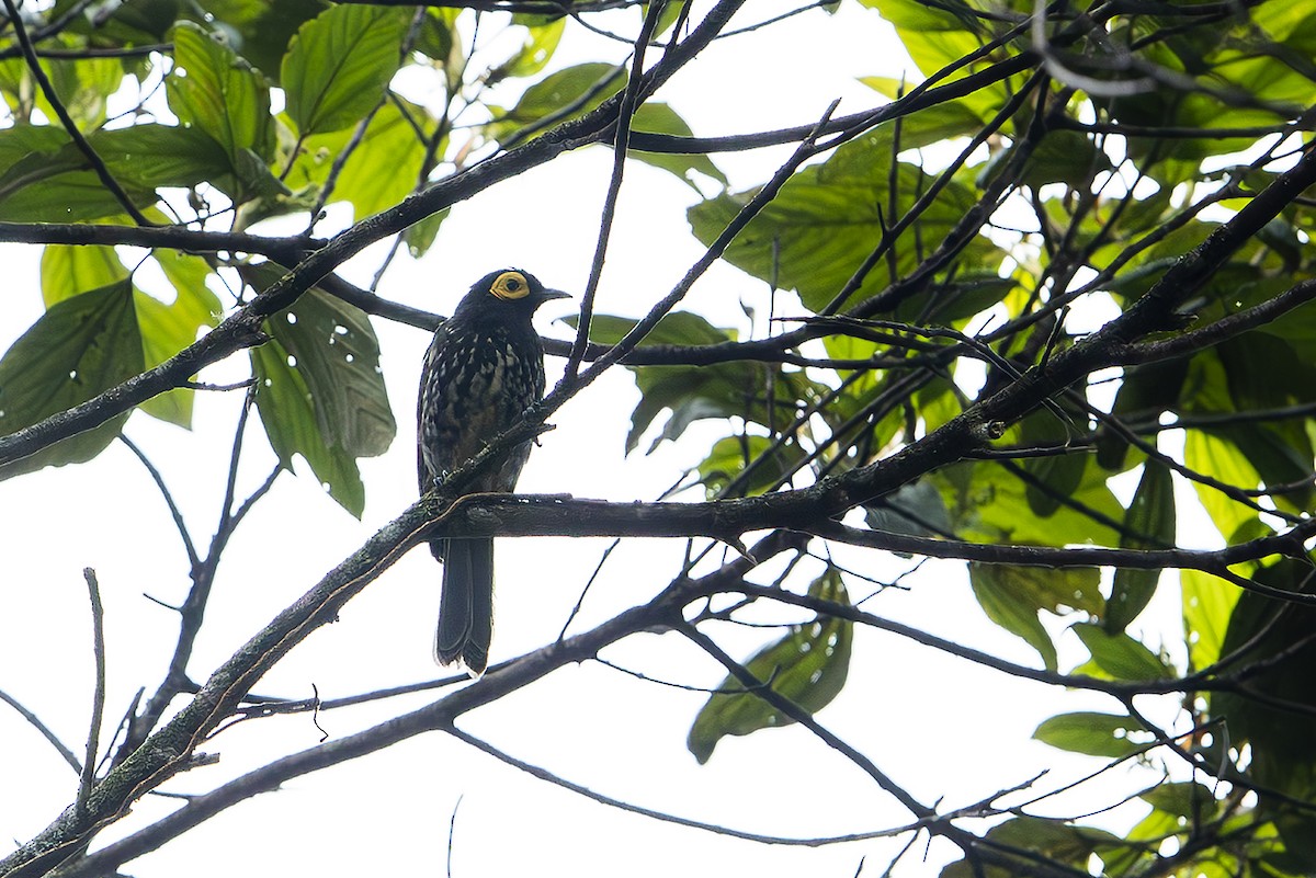 Arfak Honeyeater - ML644145723