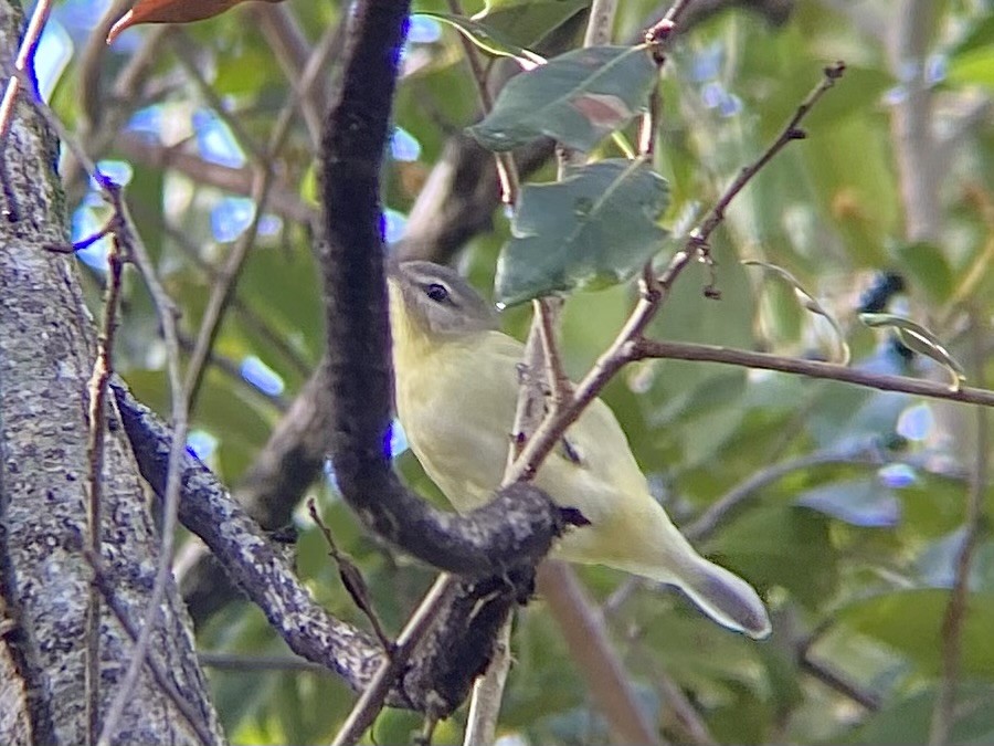 Philadelphia Vireo - ML644145728