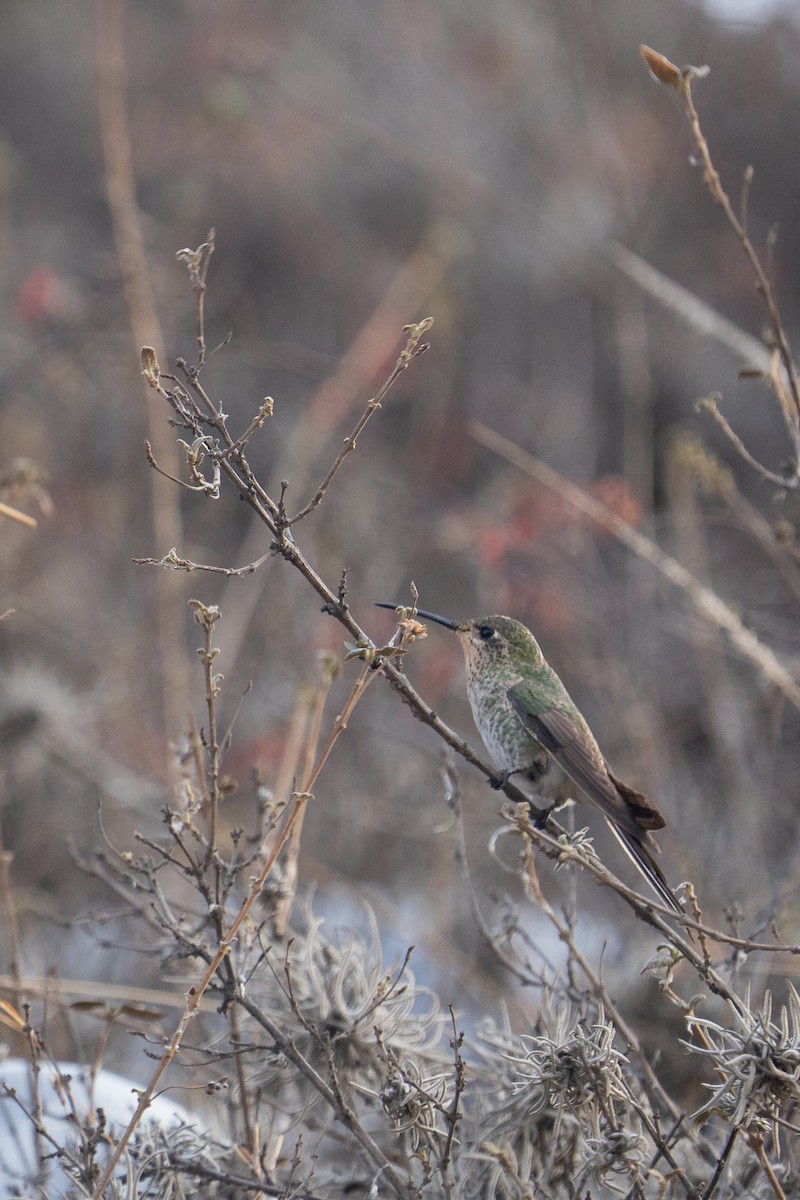 Many-spotted Hummingbird - ML644145734