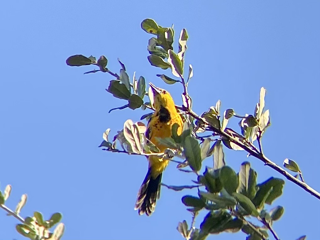 Spot-breasted Oriole - ML644145736