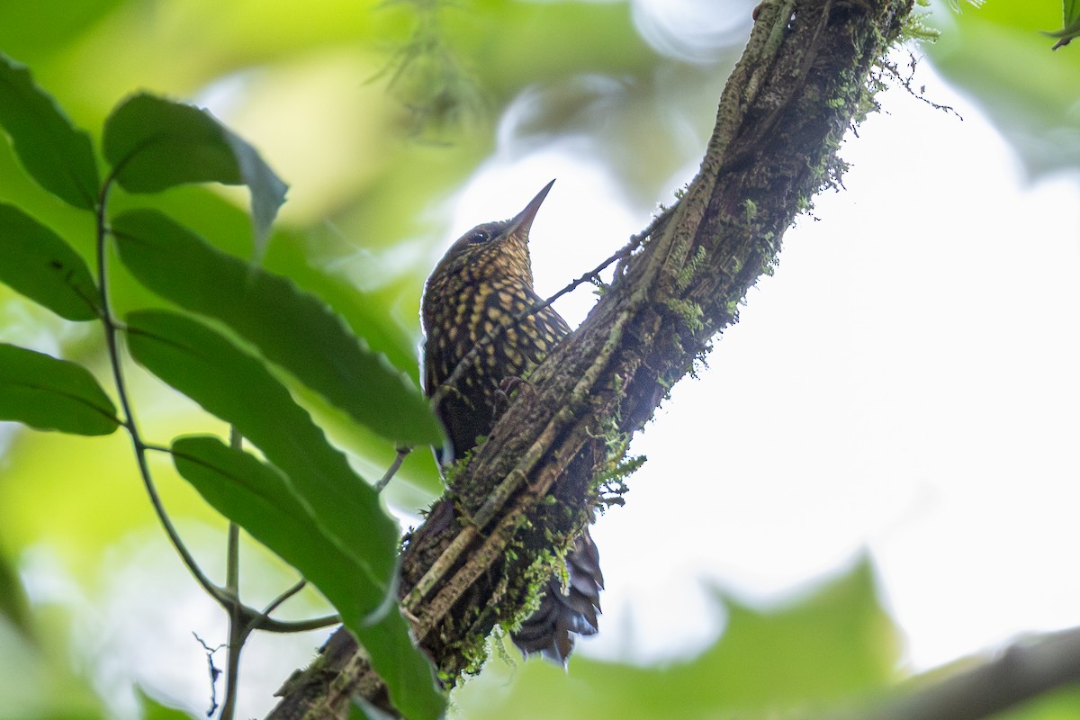 Hellkehl-Stachelschwanz - ML644145752