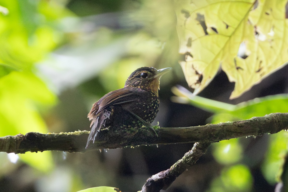 Hellkehl-Stachelschwanz - ML644145753