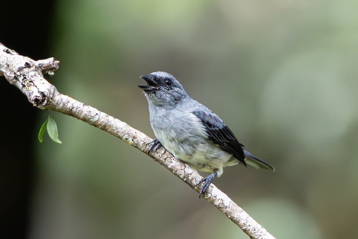 Plain-colored Tanager - ML644145761
