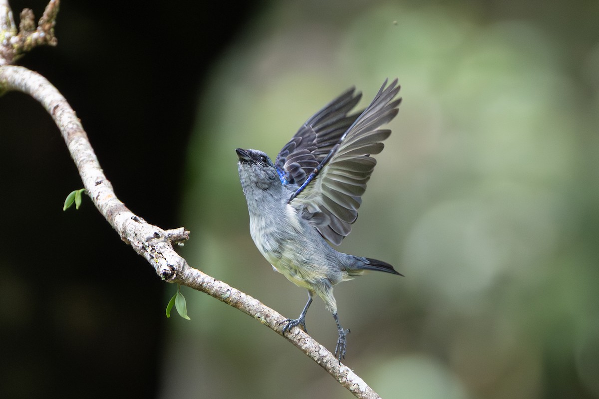 Plain-colored Tanager - ML644145762
