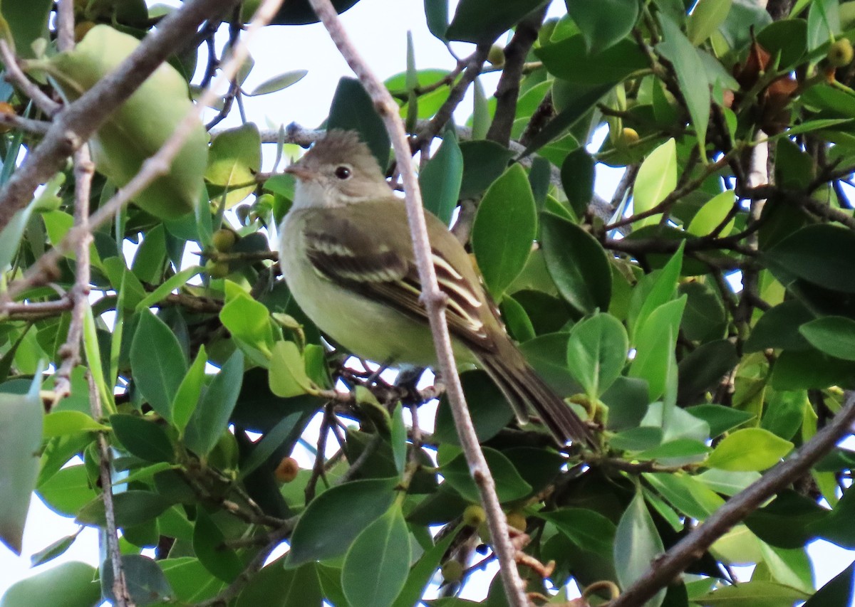 Yellow-bellied Elaenia - ML644145767