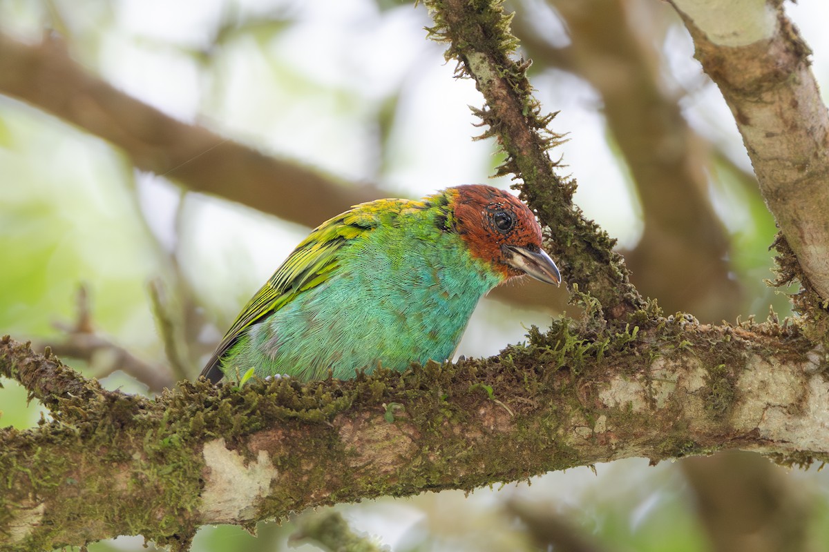 Bay-headed Tanager - ML644145772