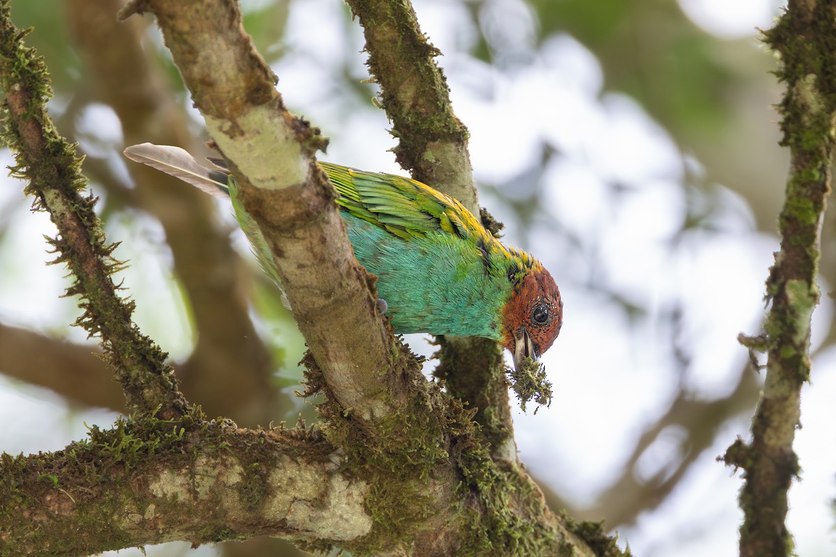 Bay-headed Tanager - ML644145773