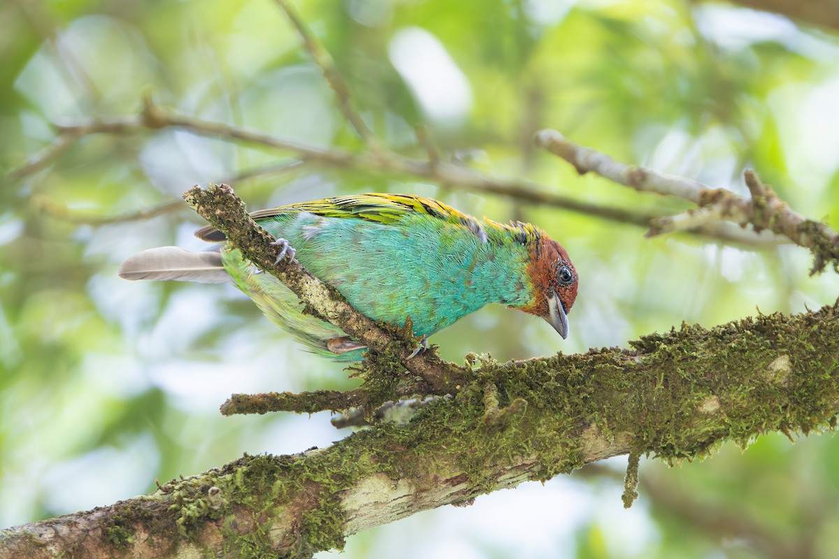 Bay-headed Tanager - ML644145774