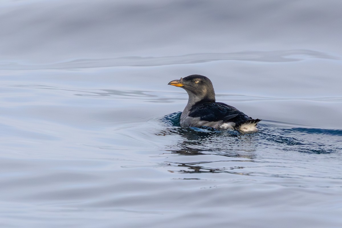 Macareux rhinocéros - ML644145784