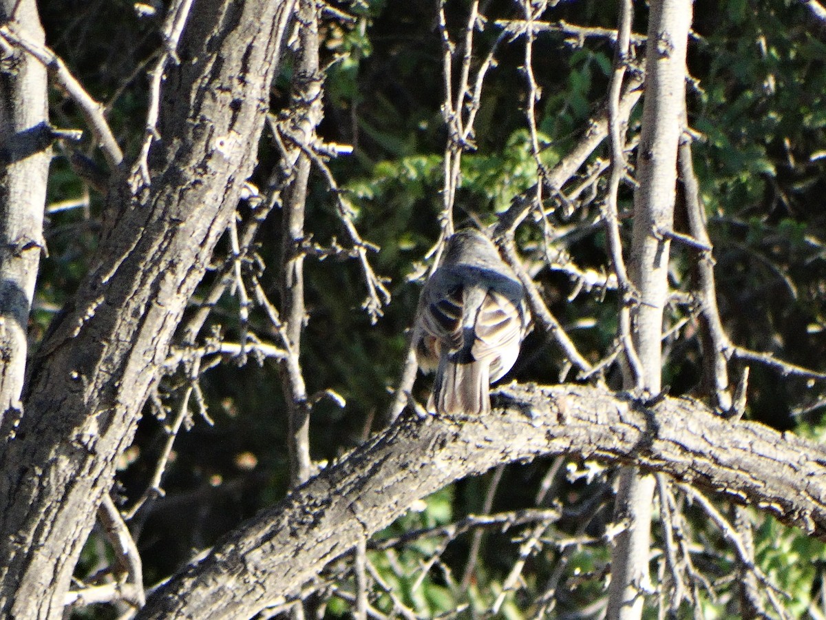 Diuca Finch - ML644145794