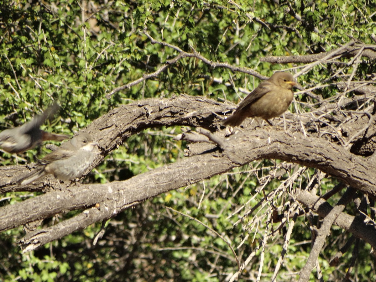 Diuca Finch - ML644145796