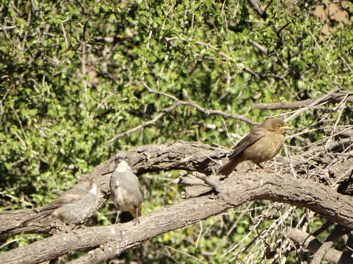 Diuca Finch - ML644145797