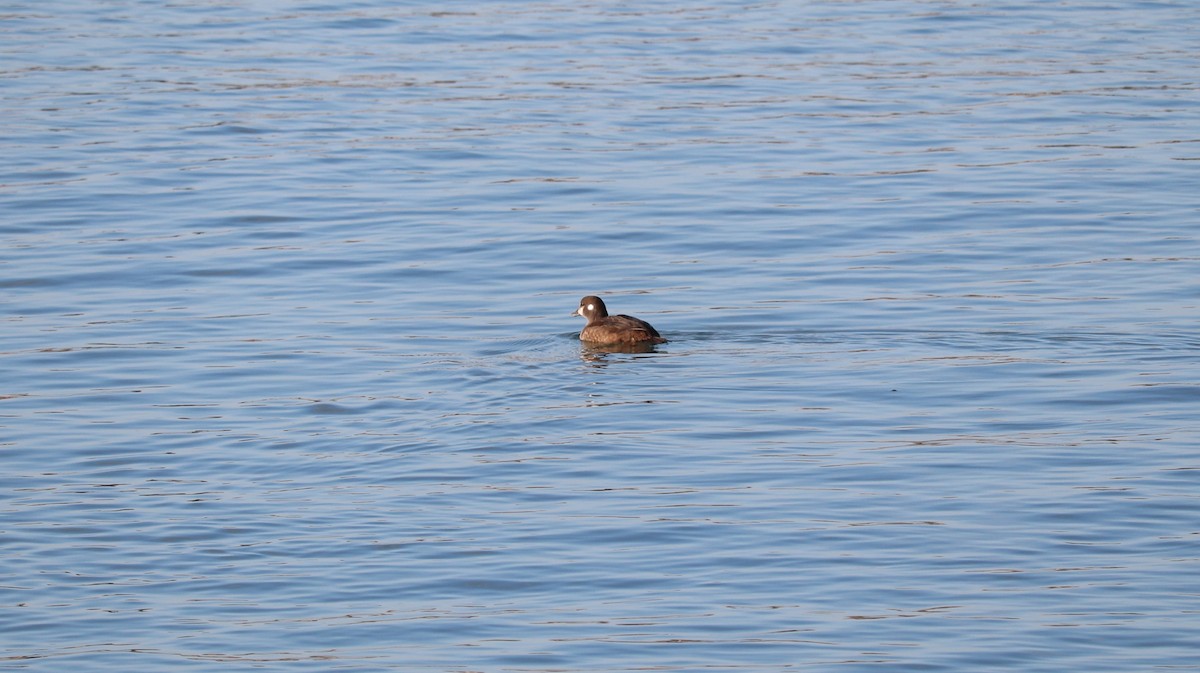 Harlequin Duck - ML644145798
