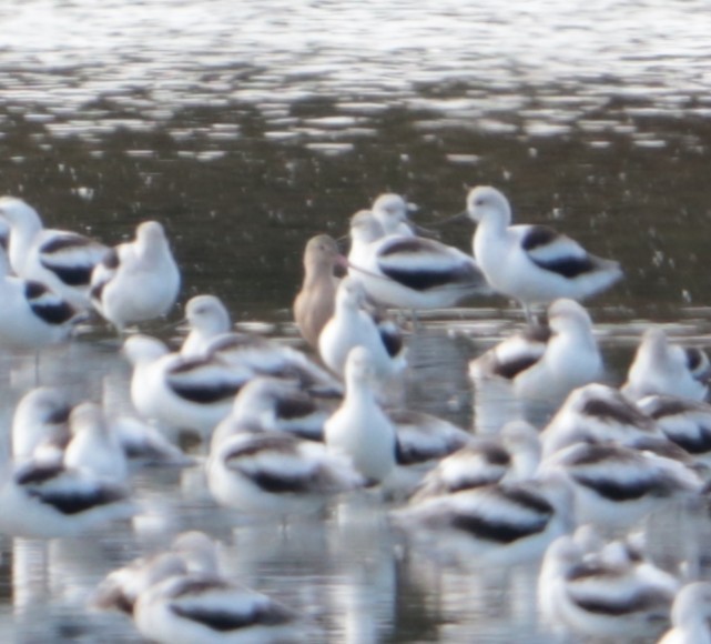 Marbled Godwit - ML644145826