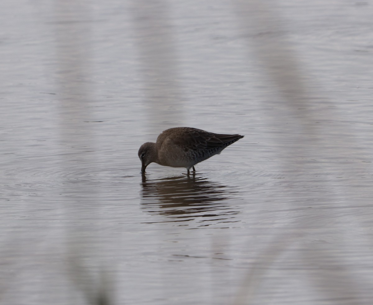 Short-billed Dowitcher - ML644145830