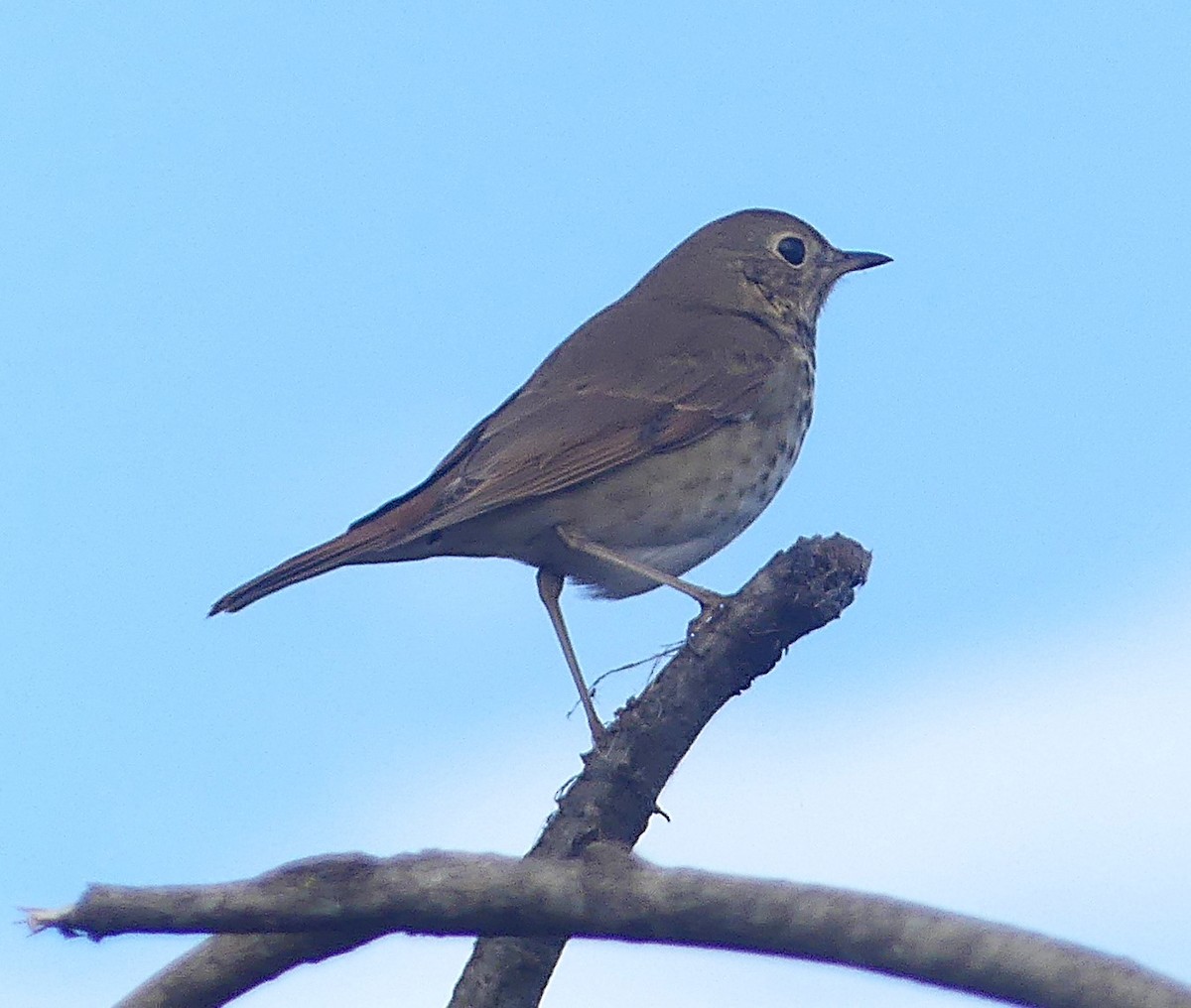 קיכלי חלוד-זנב - ML644145831