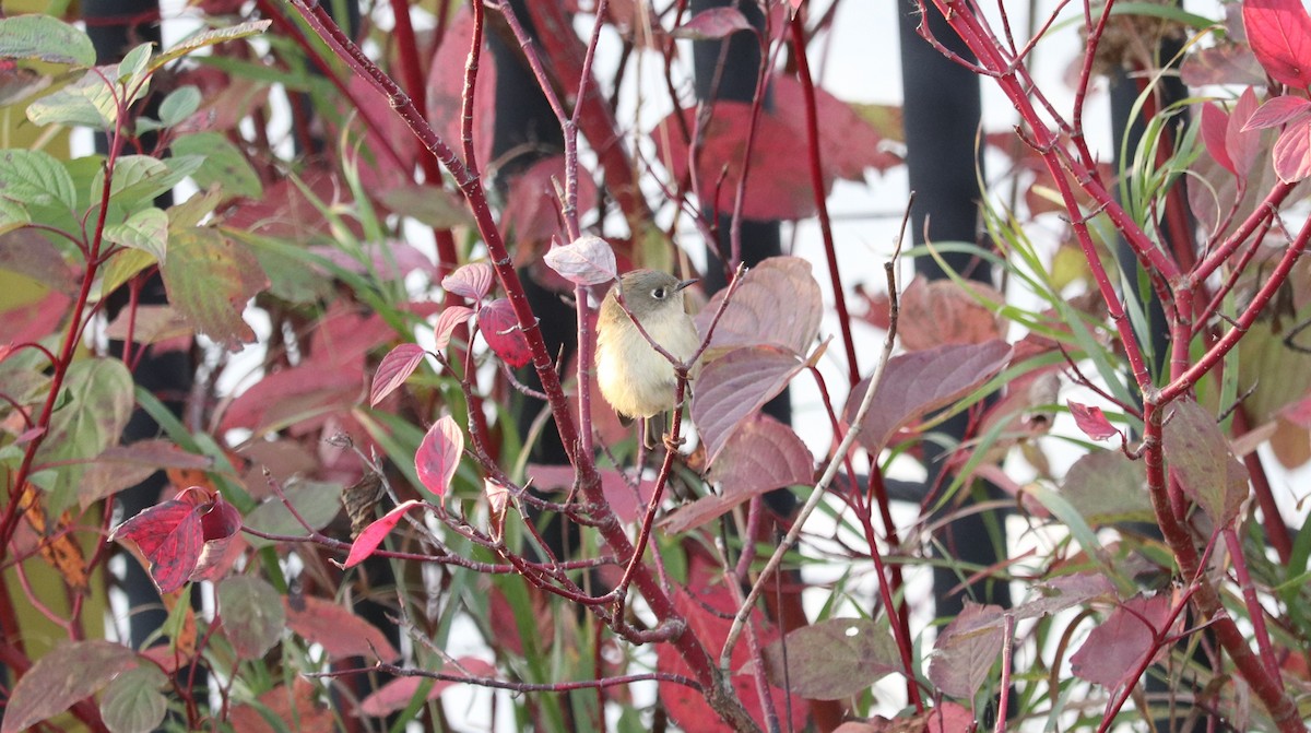 Ruby-crowned Kinglet - ML644145833