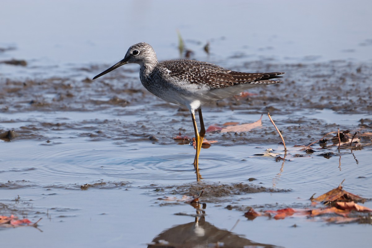 Greater Yellowlegs - ML644145835