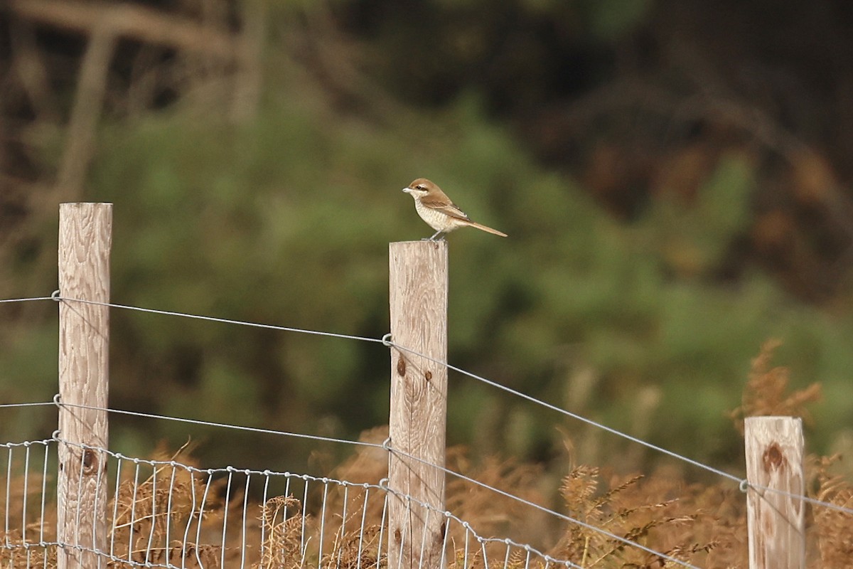 Brown Shrike (Brown) - ML644145839