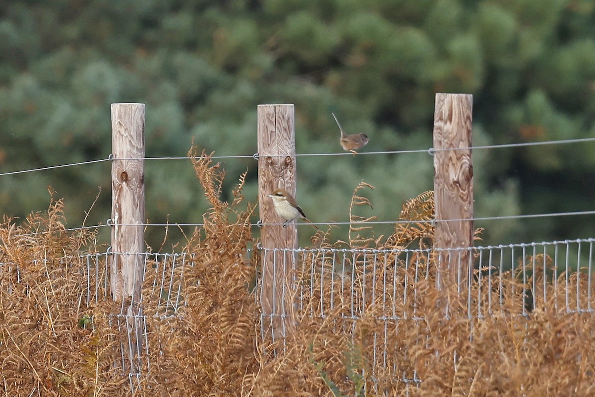 Brown Shrike (Brown) - ML644145840