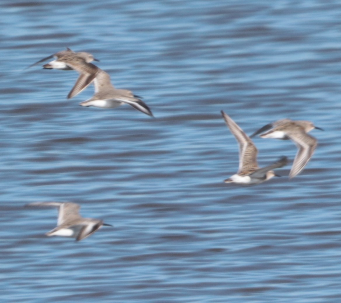 White-rumped Sandpiper - ML644145845