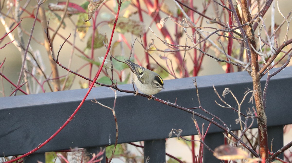 Golden-crowned Kinglet - ML644145846
