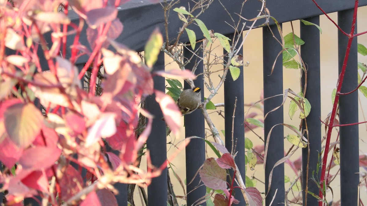 Golden-crowned Kinglet - ML644145847