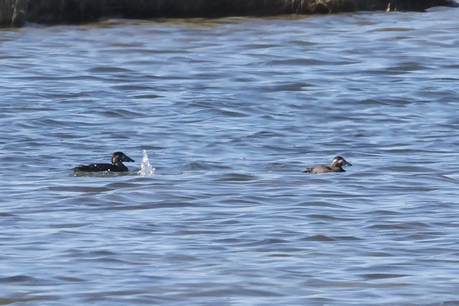 Surf Scoter - ML644145862