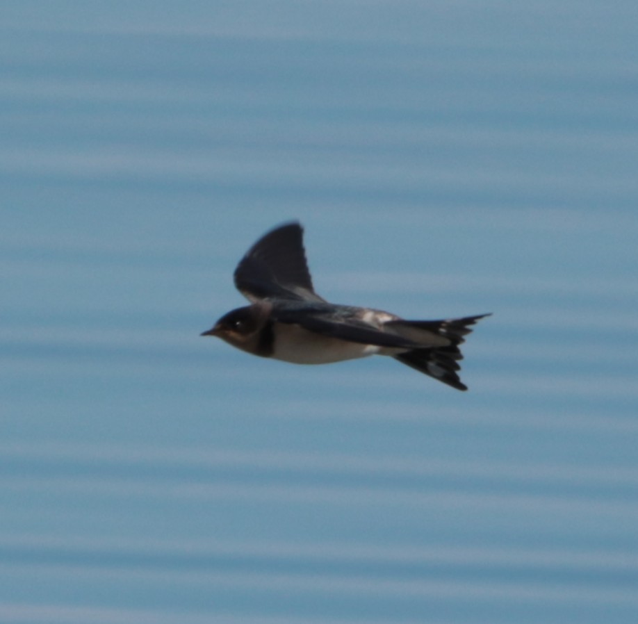 Barn Swallow - ML644145863