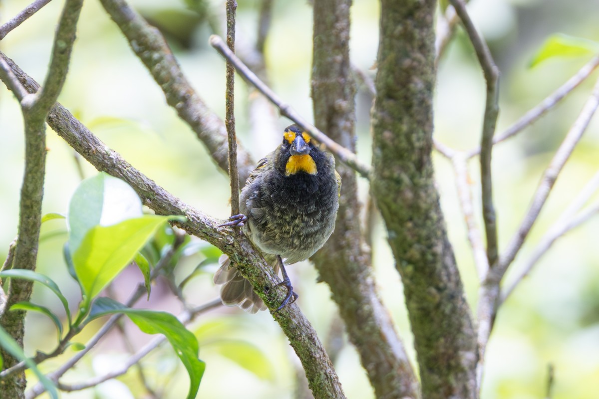 Yellow-faced Grassquit - ML644145865