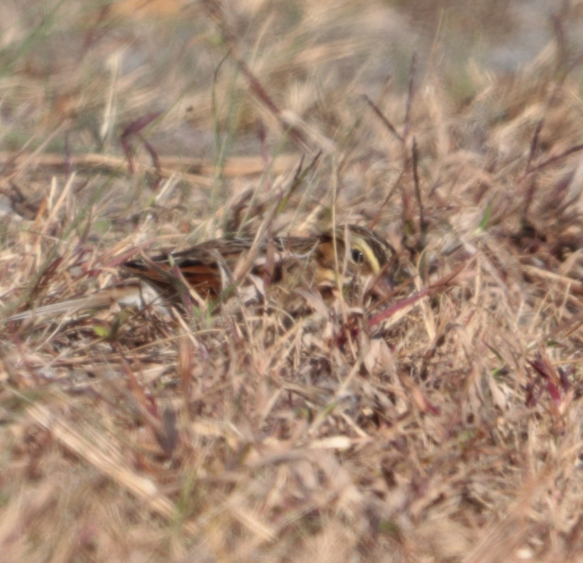 Savannah Sparrow - ML644145872