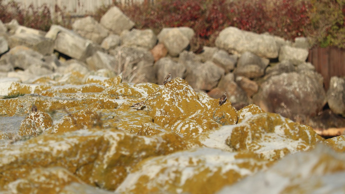 Snow Bunting - ML644145895