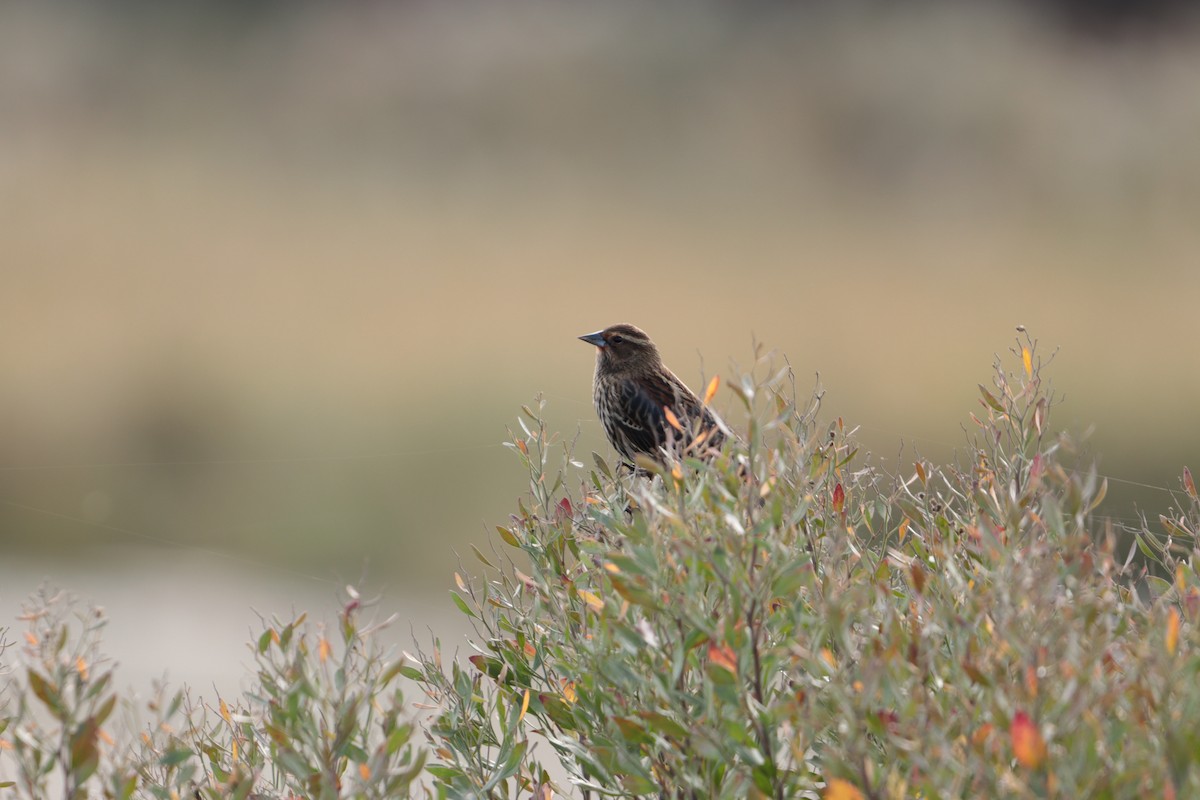 Red-winged Blackbird - ML644145906