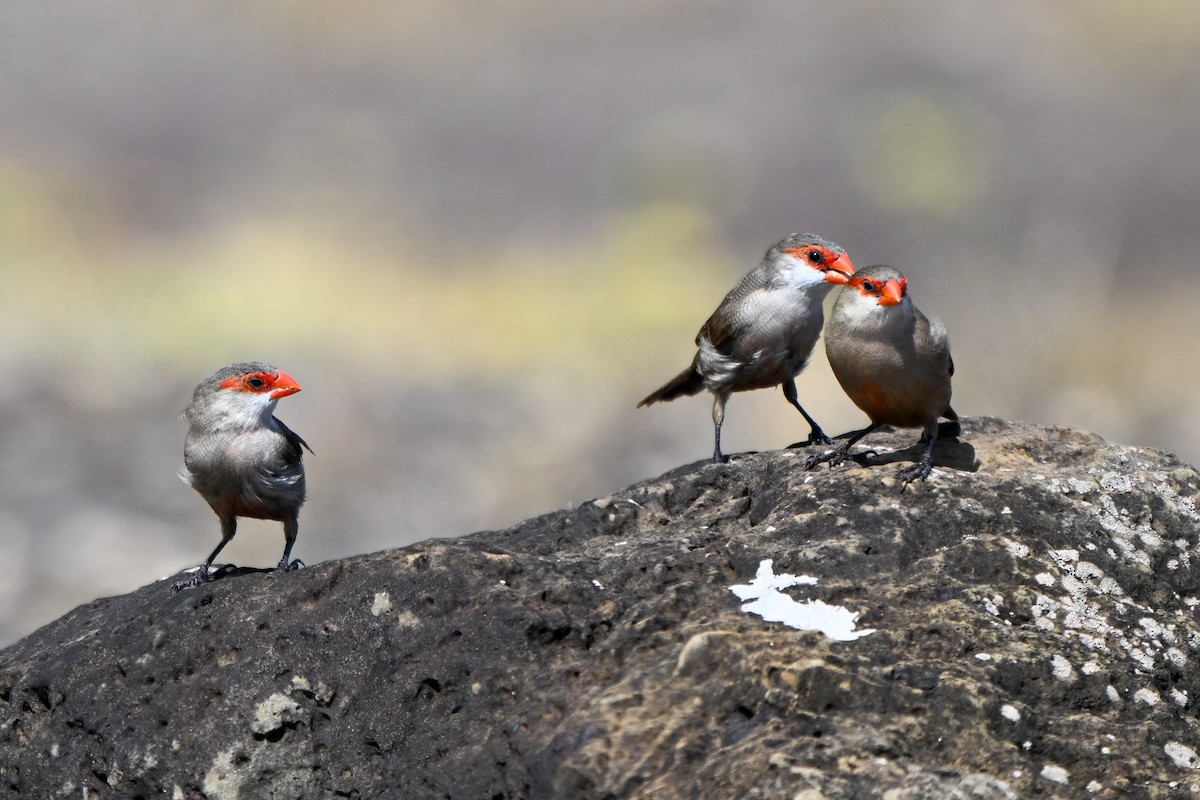 橫斑梅花雀 - ML644145910