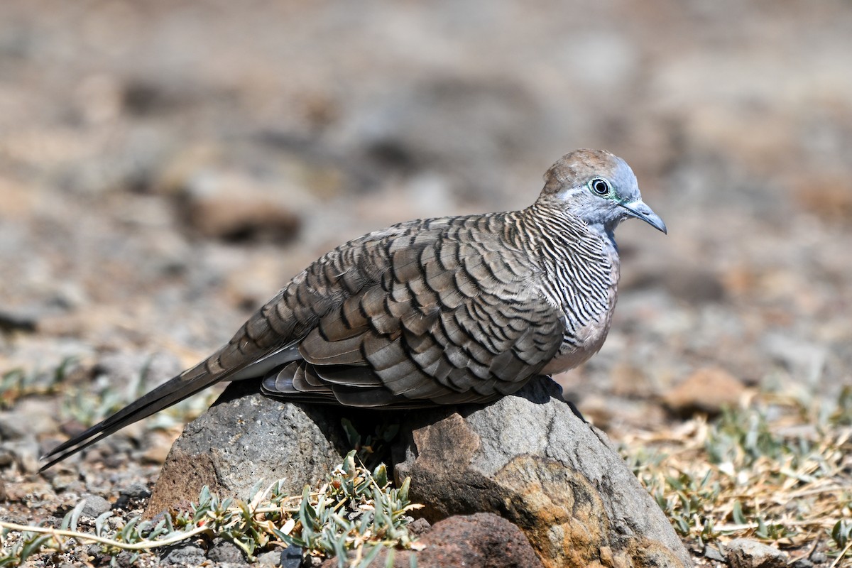 斑馬鳩 - ML644145911