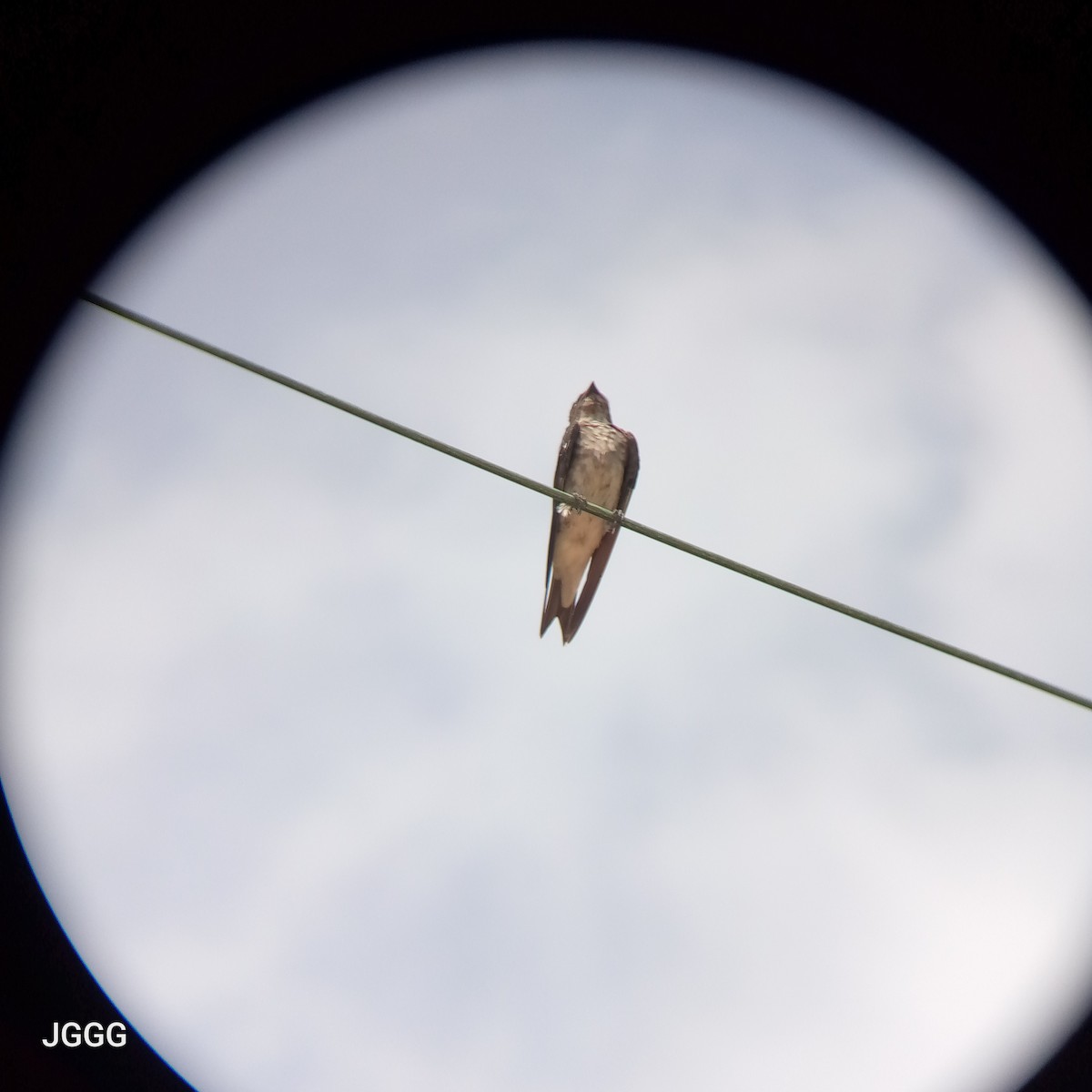 Gray-breasted Martin - ML644145920