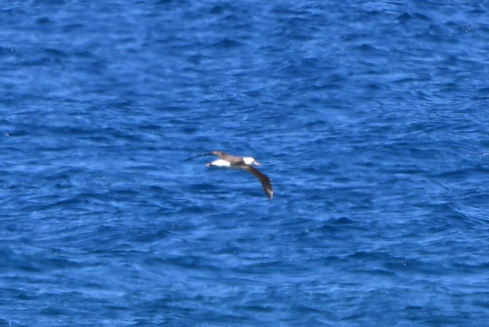 黑背信天翁 - ML644145921