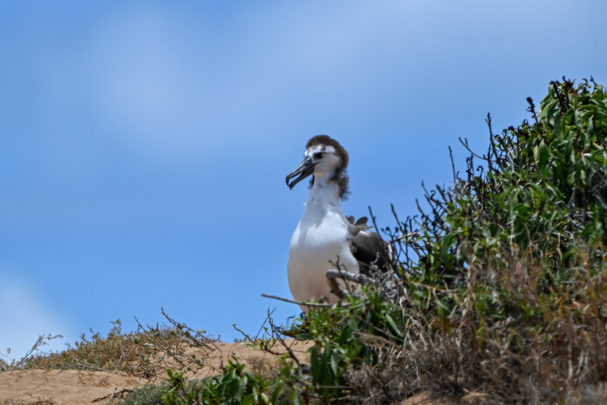 黑背信天翁 - ML644145922