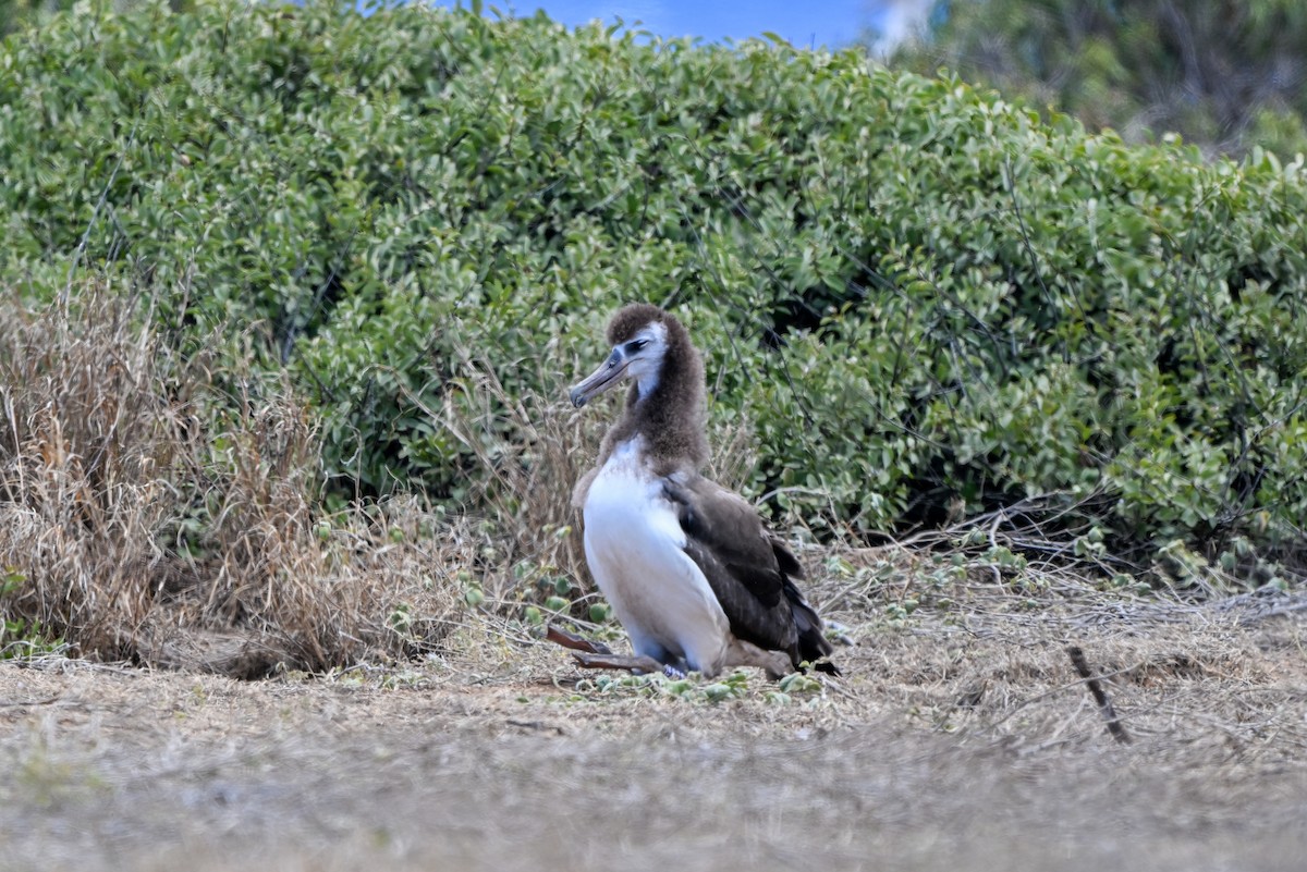 黑背信天翁 - ML644145923