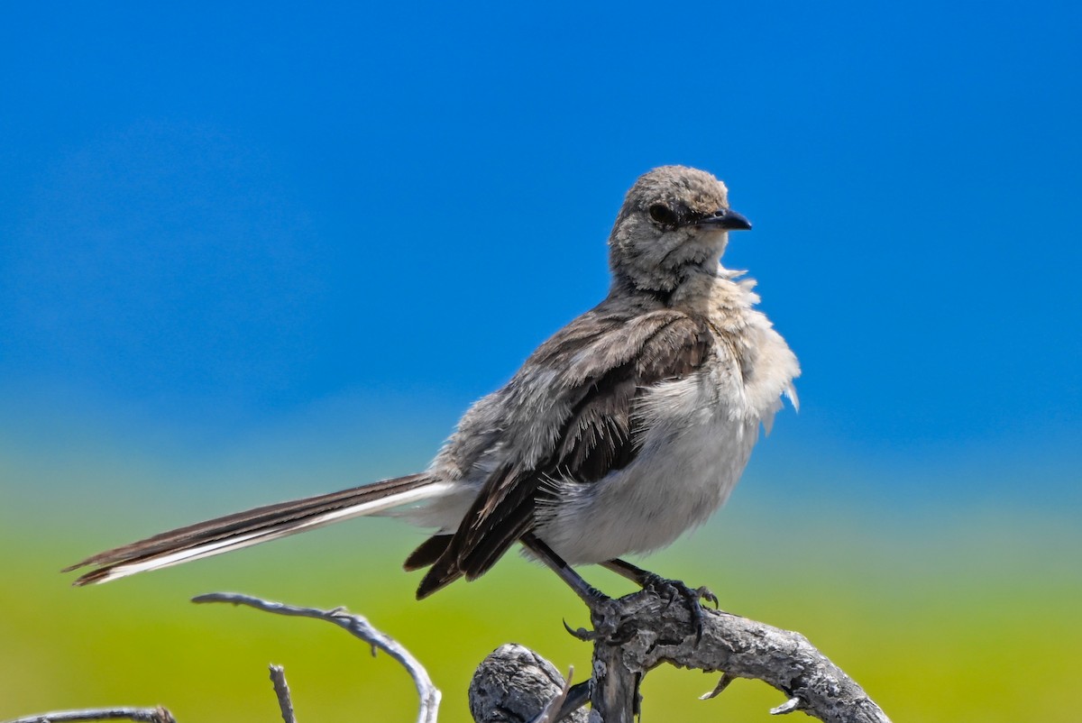 Northern Mockingbird - ML644145937
